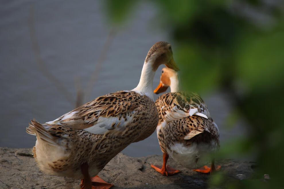 顺丰速运散养土鸭子肉草鸭现杀鸭肉老鸭净重25斤3斤款浙江江苏上海