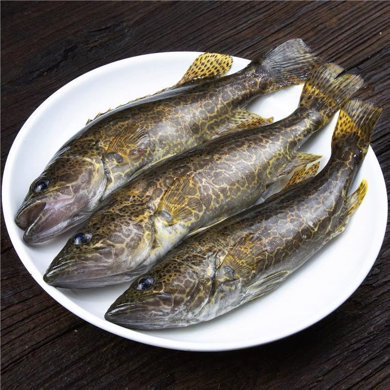 lism千岛湖正宗纯筒鳜鱼鲜活臭桂鱼活鱼波纹淡水鱼现杀新鲜季花鱼