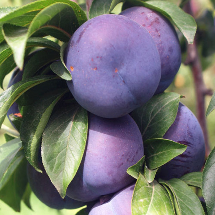 梓乐果 现摘现发新鲜黑布林李子应季水果酸脆甜孕妇吃的脱骨硬李子5斤