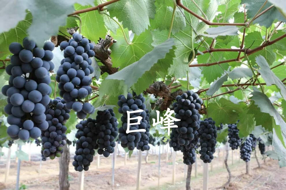 阳光玫瑰葡萄苗果树苗葡萄树苗爬藤盆栽地载南方北方种植当年结果巨峰