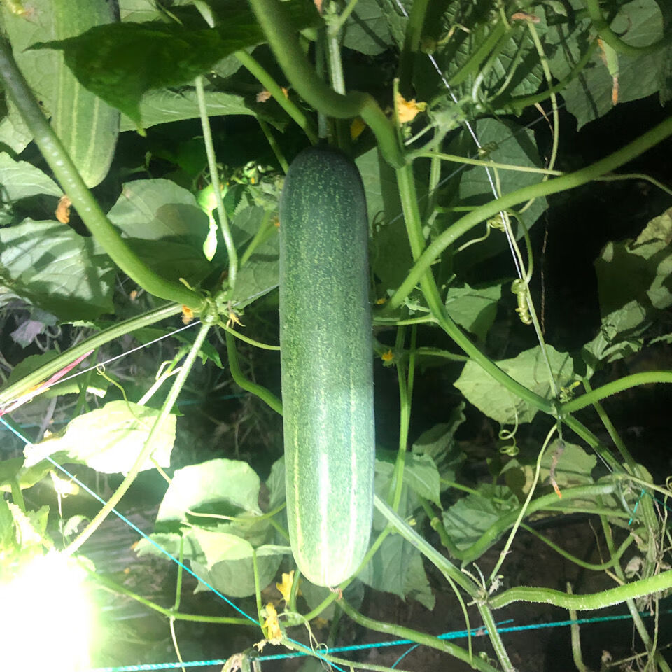黄瓜本地水果吊瓜青瓜农家现摘现发当季新鲜蔬菜水果吊瓜精选5斤泡沫