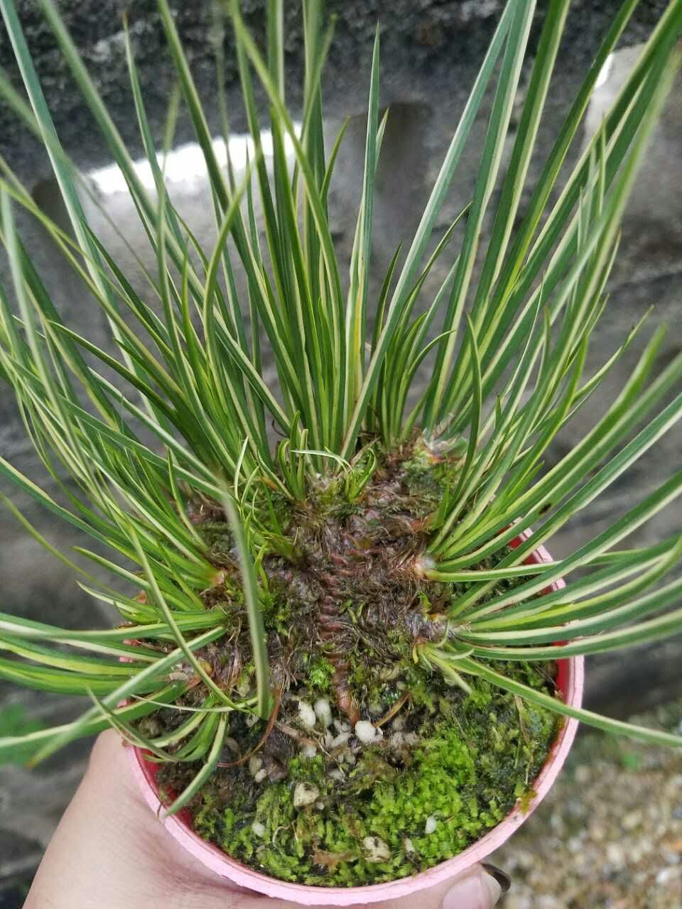 龙根菖蒲叶艺花叶金边蒲草有栖川正宗胧月金凤凰大香苗案头盆景有栖川