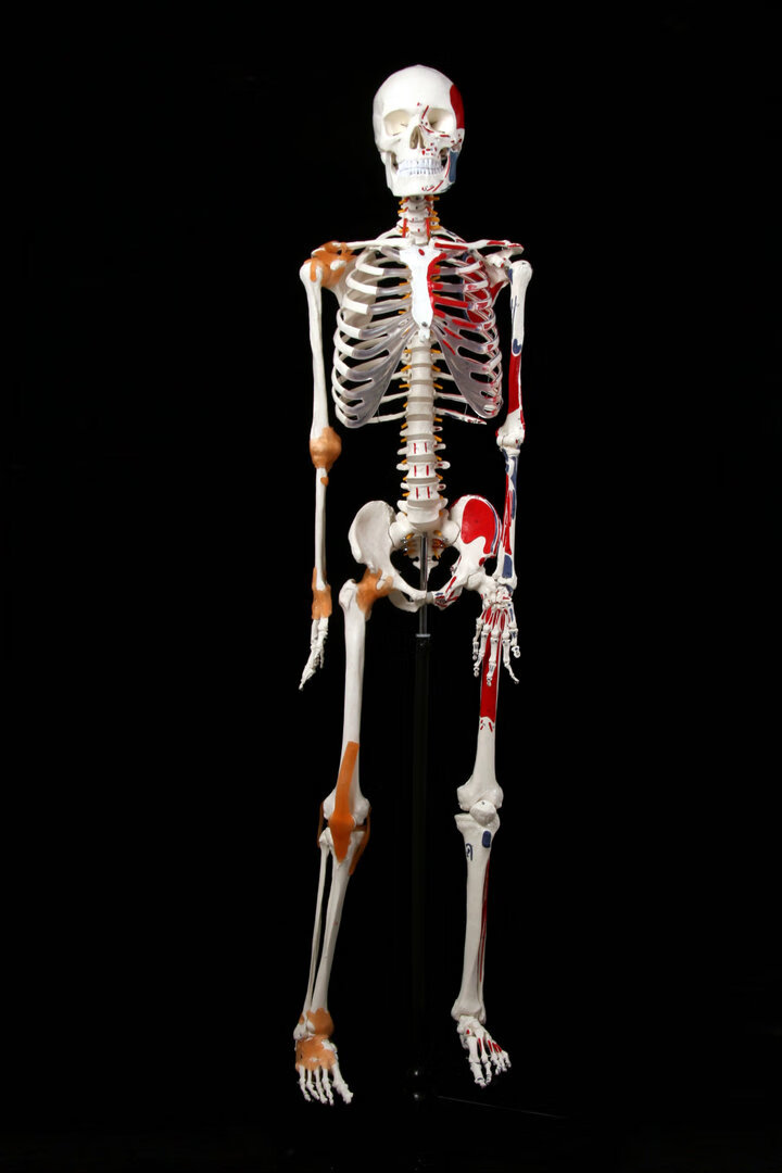 人体最大的骨头图片