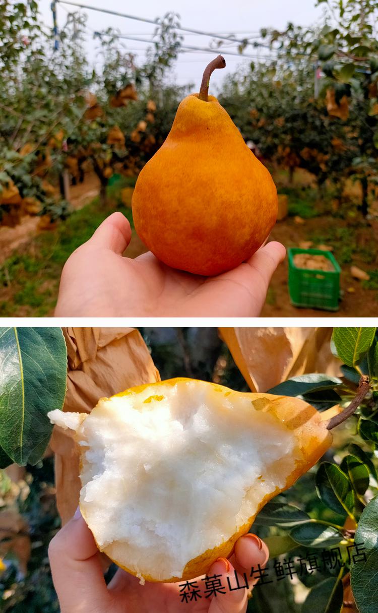 发货中山东烟台中华丑梨甜糯多汁新鲜水果中果2500g
