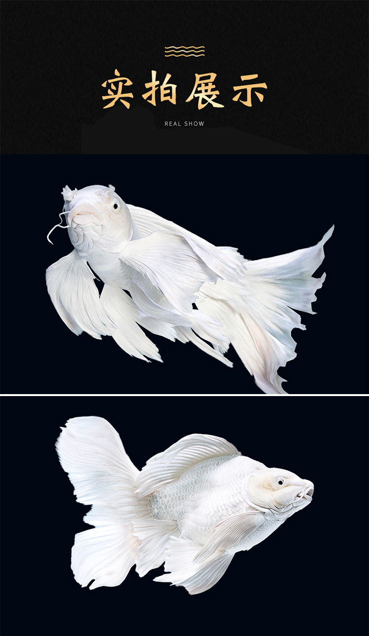 锦鲤鱼活体蝴蝶鲤锦鲤活鱼龙凤冷水观赏鱼长尾球形球体短身苗纯种淡水