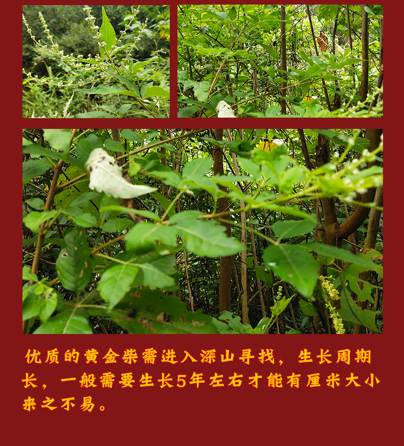 火柴搬家木柴公司开业黄金柴财装饰摆件礼盒黄金柴中号8根x2捆五帝钱