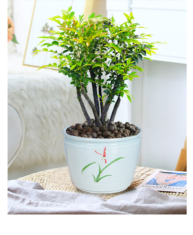 盆景办公室内四季常青树苗老桩老根木本绿植盆栽摆件端庄内敛5年生
