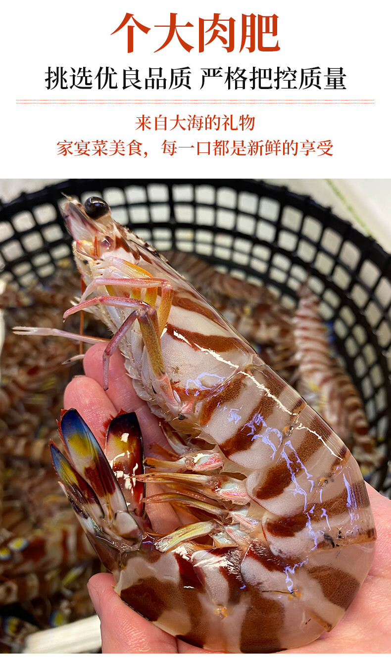 舟山九节虾基围虾海鲜鲜活大速冻斑节虾竹节虾黑虎虾1000g1316cm