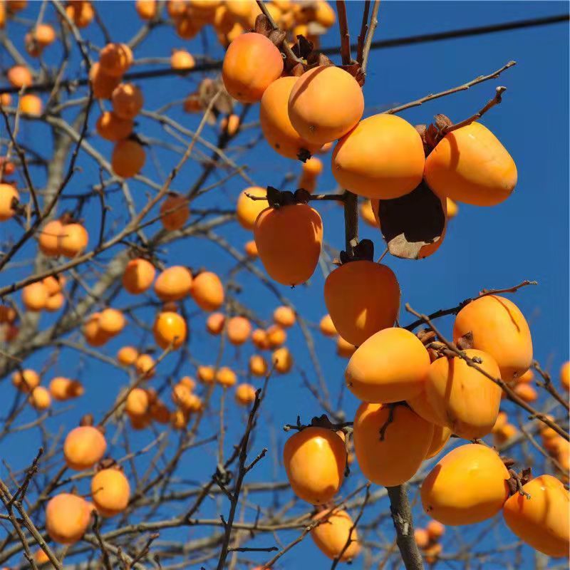 嫁接脆柿子树苗摘下即食日本甜柿子苗无核南北方种植当年结果 脆柿