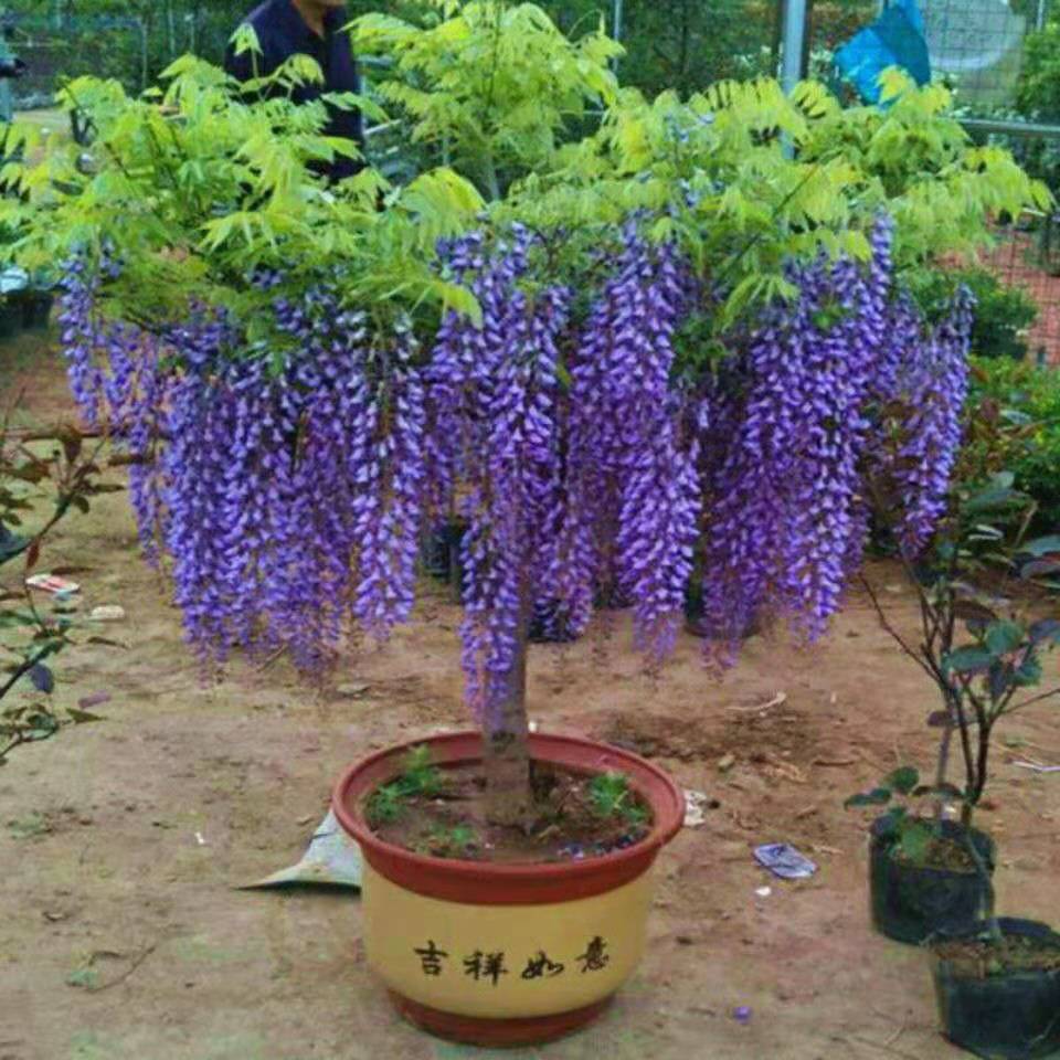 多花紫藤花苗紫藤樹苗爬藤屋頂盆栽花園圍牆庭院攀援 白玉藤【包顏色