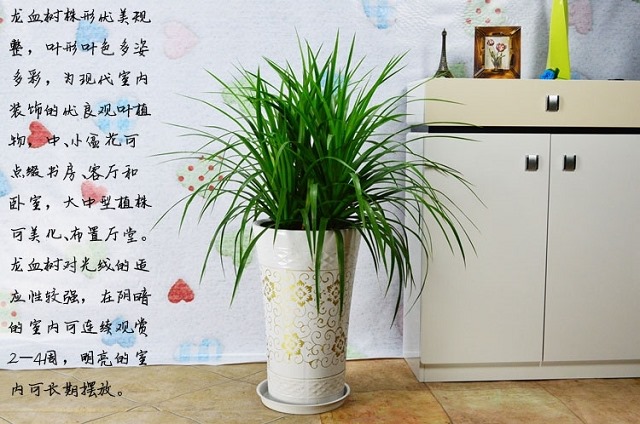 0kg店铺:你我园艺拼购店商品编号:10034362346280商品名称:龙须树多头