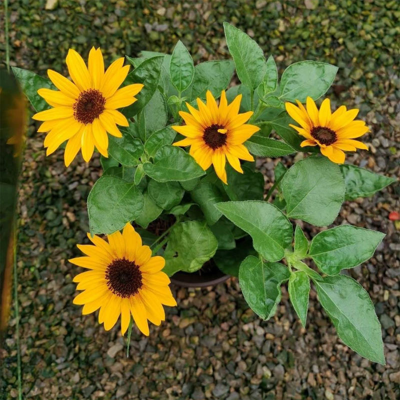 矮向日葵盆栽苗观赏型光辉岁月带花迷你小向日葵2盆光辉岁月带花苞130