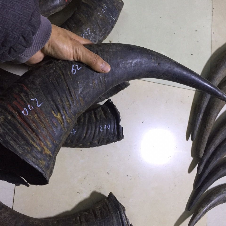 天然水牛角号角原角整角材料角号制作道教道士法号师公号角法器0001号