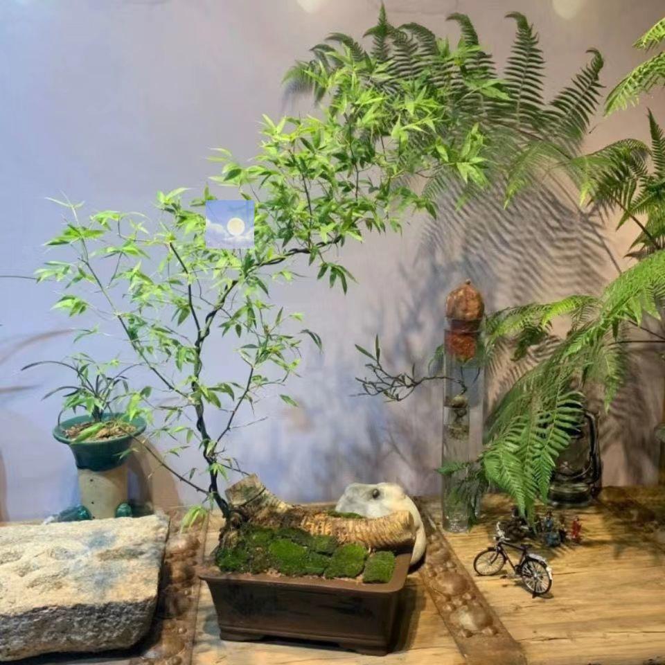 小葉簕竹老樁桌面綠植創意盆景文人茶几嶺南稀有竹類