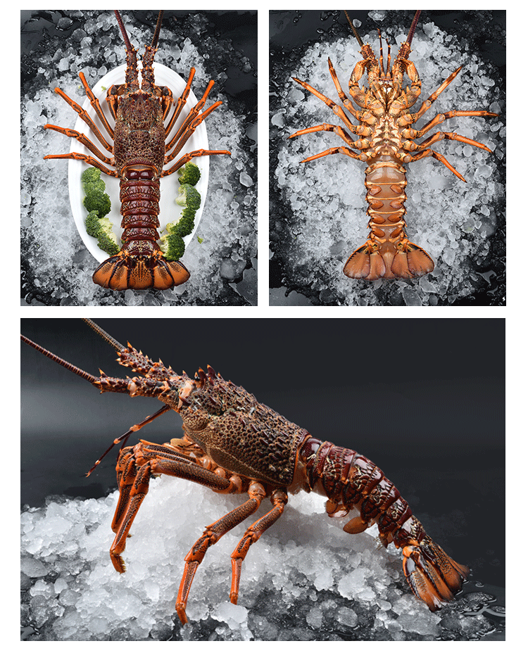 林中山大澳龙鲜活冷冻澳洲大龙虾特大速冻龙虾超大海鲜