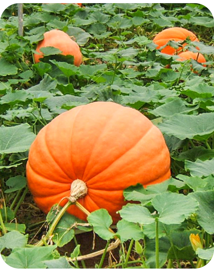 黎昕巨型南瓜种子特大高产四季春夏观赏南瓜苗四季菜籽禾之元种孑巨型