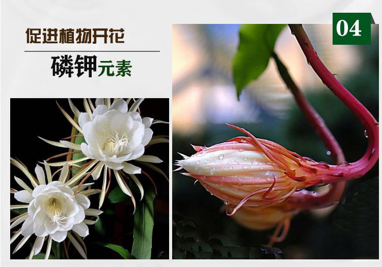 昙花肥料专用肥盆栽通用家用磷酸二氢钾有机复合催花绿叶昙花专用肥买