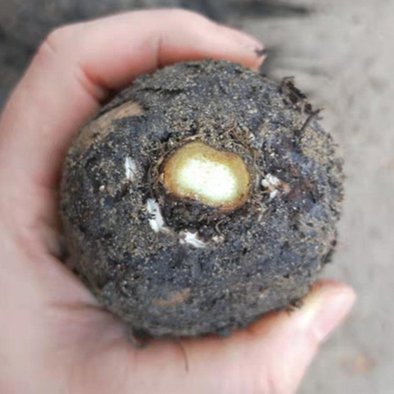 【精选好货自选好物】新鲜入地老鼠根野生药材茉莉花根紫花广东煲汤钻