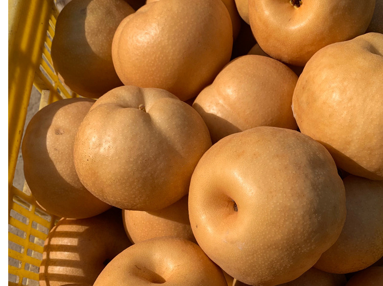 【顺丰】山东南水梨 梨子新鲜产地整箱冰糖秋月蜜雪汤太婆丰 中果南水