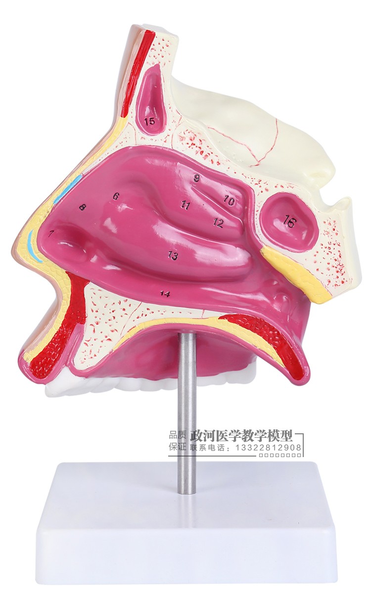 京健康  人体鼻腔鼻子解剖模型咽喉口鼻矢状解剖模型耳鼻喉科五官