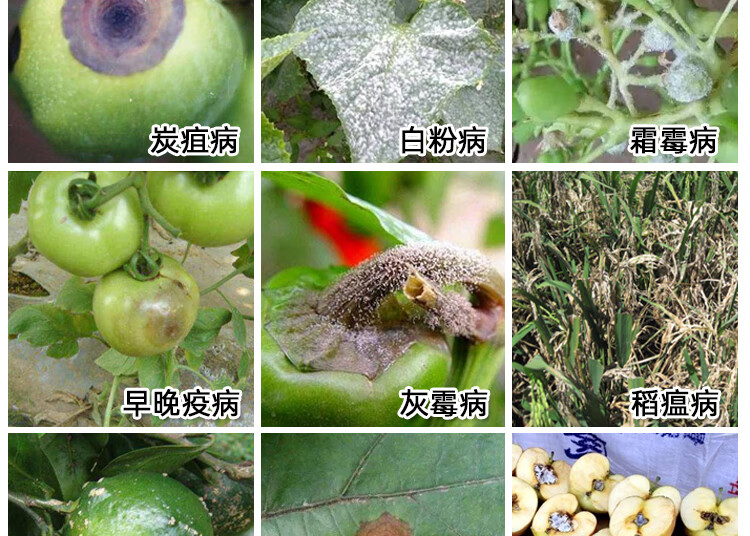 月季黑斑多肉白粉病花卉果蔬叶斑病烟煤病杀菌剂特效药炭疽病叶斑1瓶