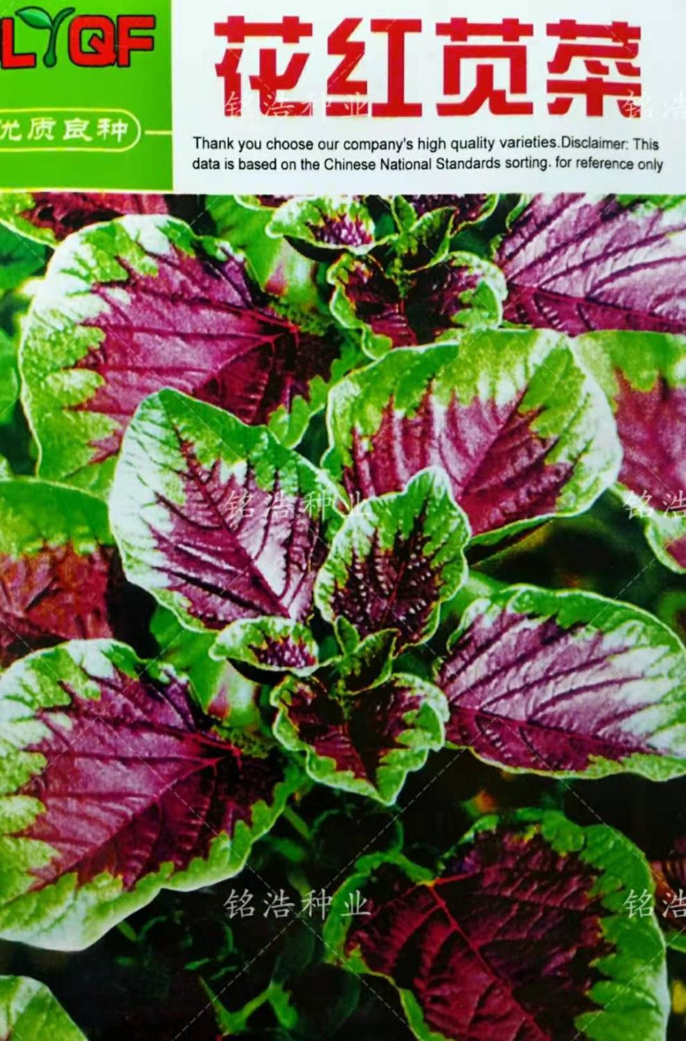 红苋菜种子蔬菜野生菜农家菜四季菜苋野菜春夏季青苋菜籽蔬菜种孑 青