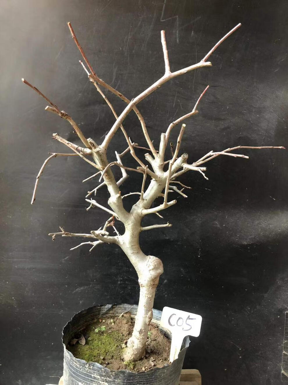 垂丝海棠植物室内好养植物老桩花卉树苗盆栽海棠盆景花卉盆栽红色 8年