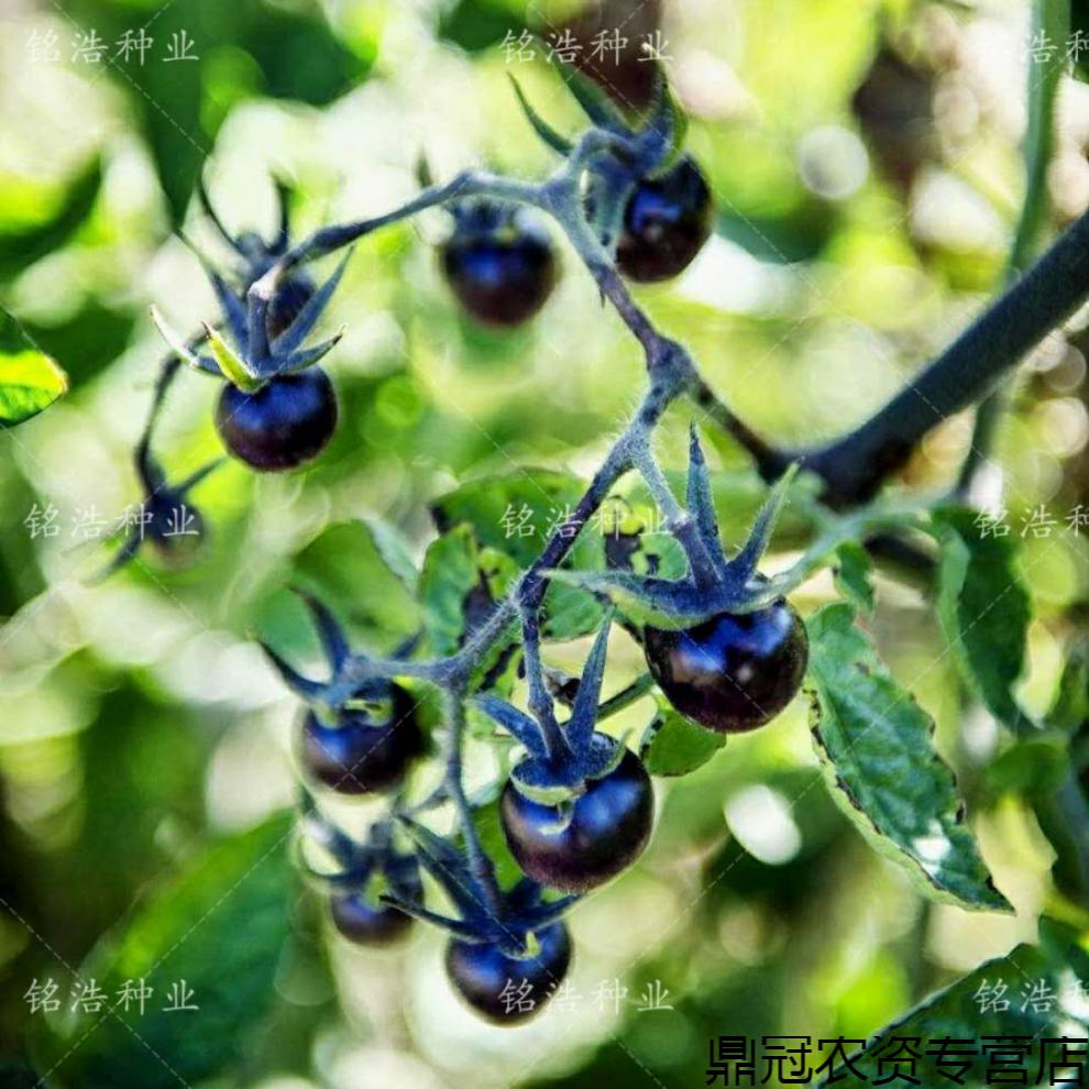 菜友進口紫番茄種子四季播種特色番茄種籽紫黑西紅柿種盆栽聖女果種子