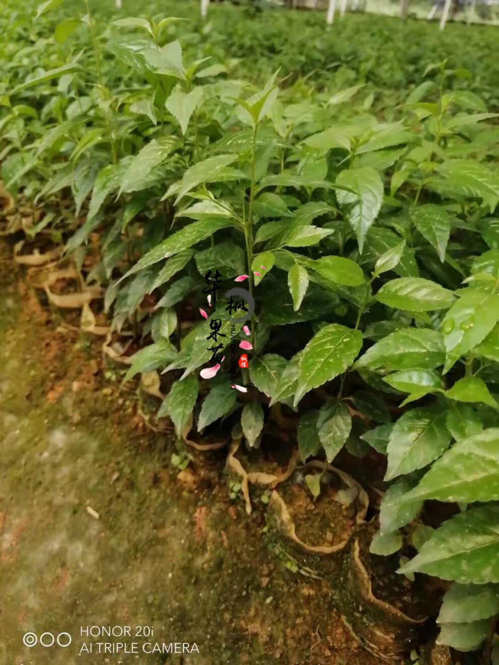 广西正宗岗梅称星树土甘草天星木百解茶山梅根树苗营养袋苗 岗梅苗买