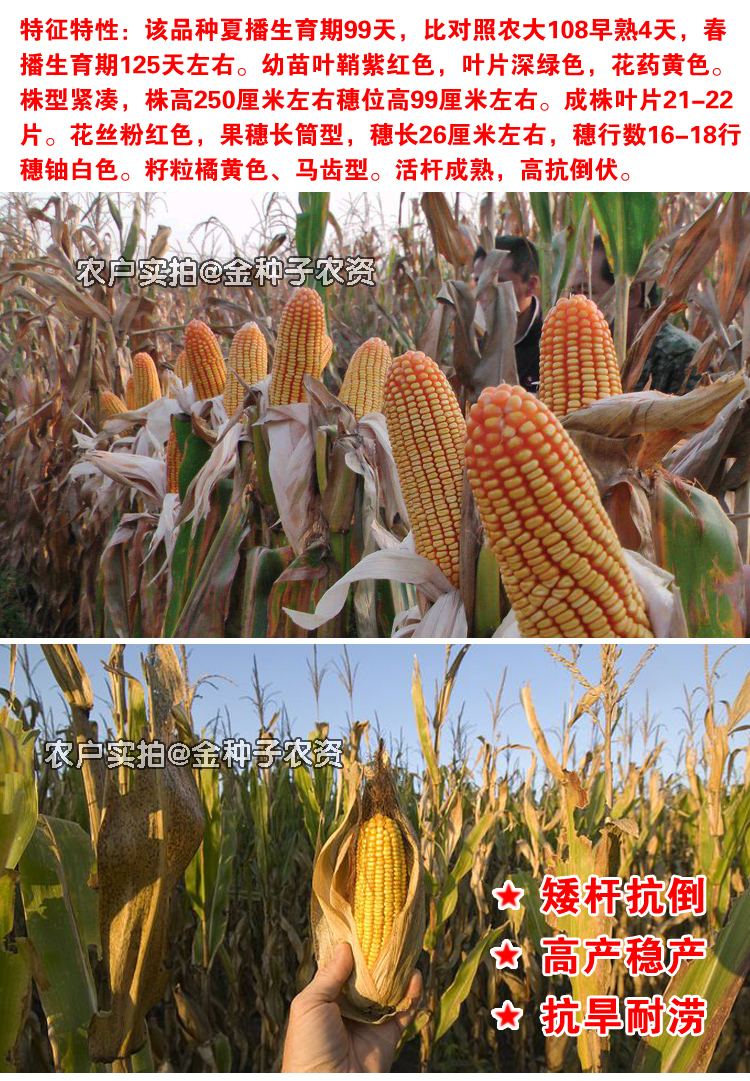 沈玉21玉米种子简介图片
