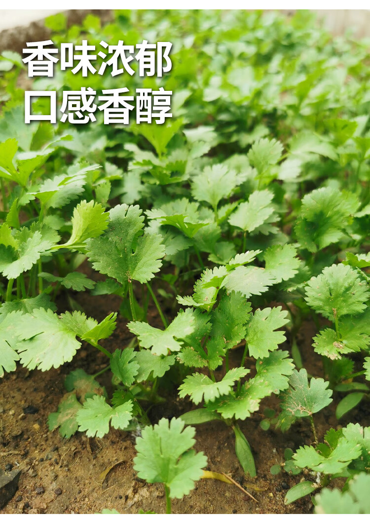 四季農家小香菜種子苗大葉芫荽陽臺種菜食用蔬菜盆栽種籽孑菜籽種美國