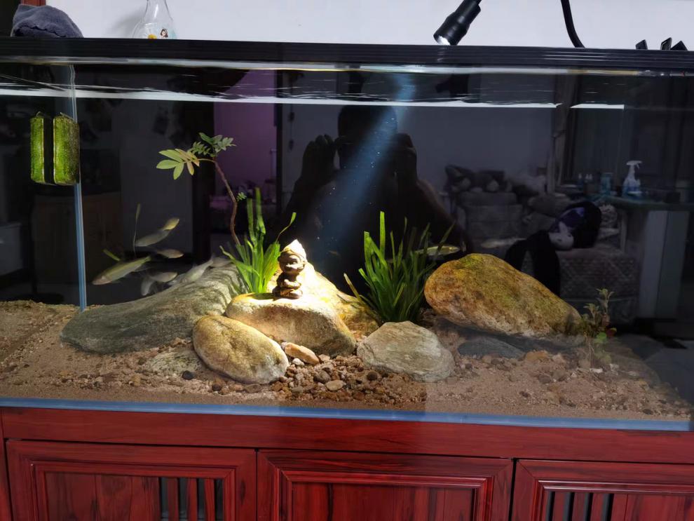 鱼缸射灯暖光南美鱼缸灯夹灯雷龙专用观赏造景三湖原生缸水草缸海缸