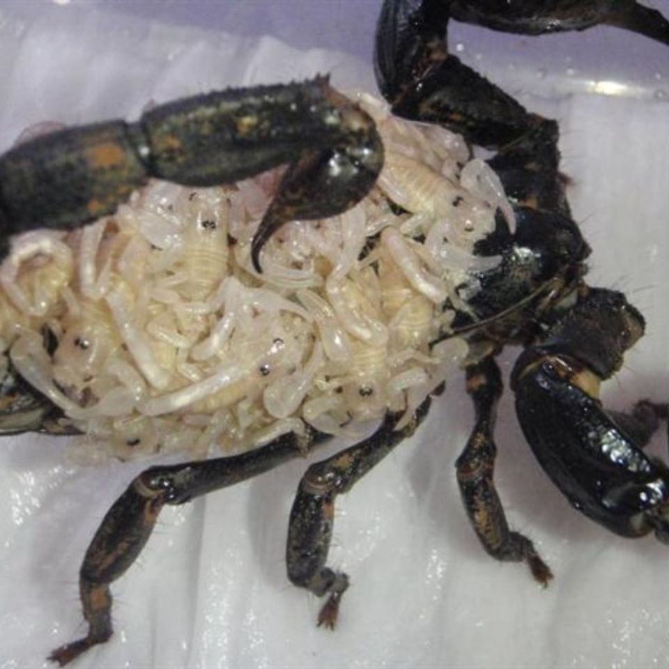 【采缇】活体孕母亚洲雨林蝎好养耐活爬宠物不咬人小蝎子怀孕蝎子黑蝎