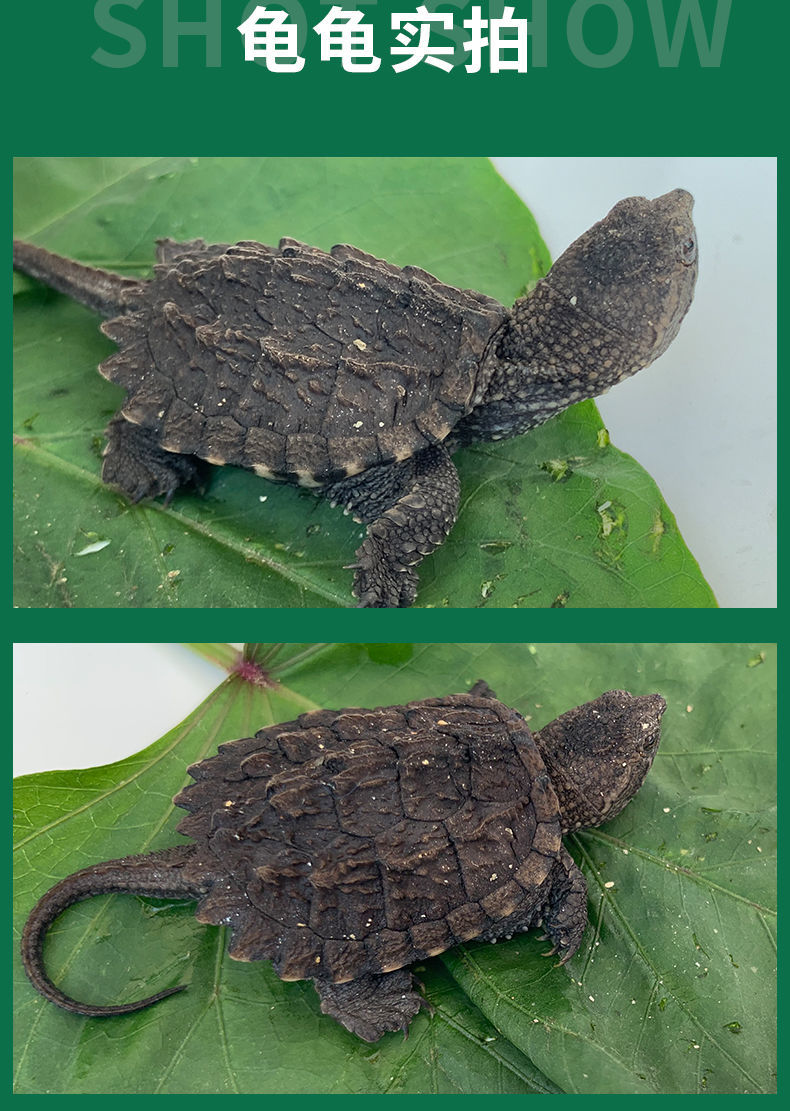 北美小鳄龟鳄龟苗便宜活物乌龟宠物凶猛食用龟幼苗包活到家 6-7cm