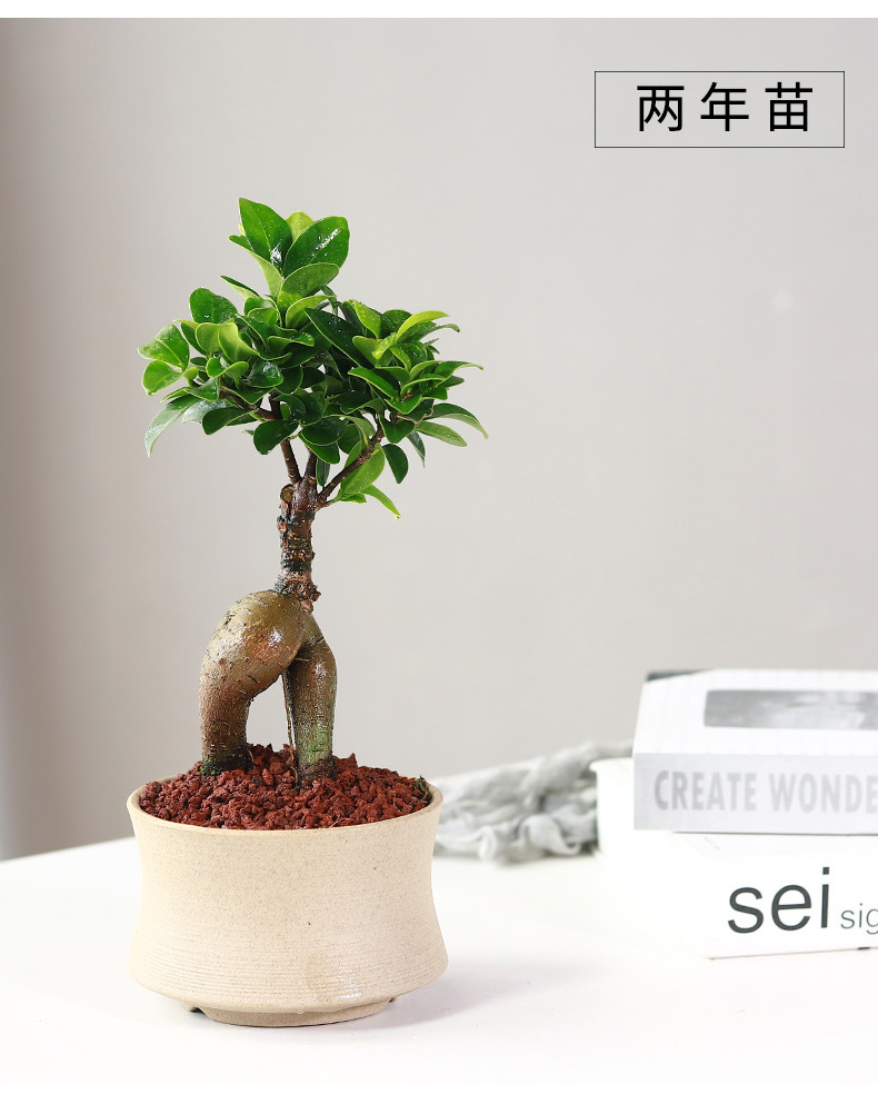 小叶榕树盆景细叶榕人参榕老桩树桩盆栽花卉植物室内桌面阳台好养3年