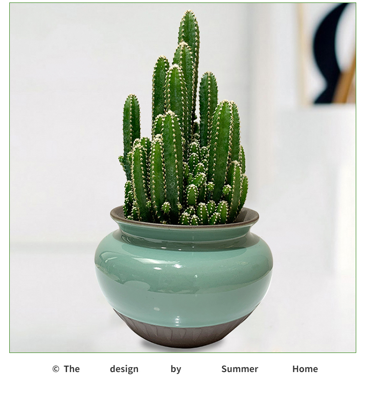 万重山仙人掌多肉小盆栽办公桌面植物辐射去好养1棵万重山不含盆不含