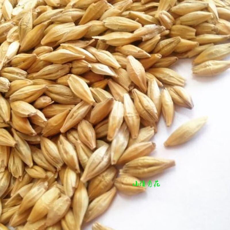 小镇有花猫草种子