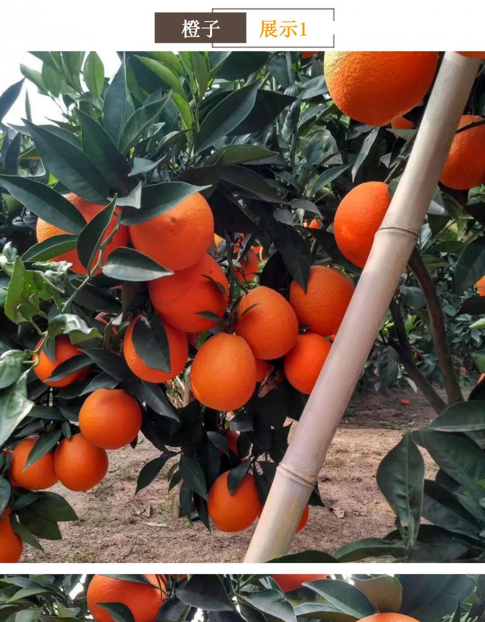 顺丰重庆20斤福本当季新鲜水果广柑现摘带叶橙子10斤qq 70mm(含)-75mm