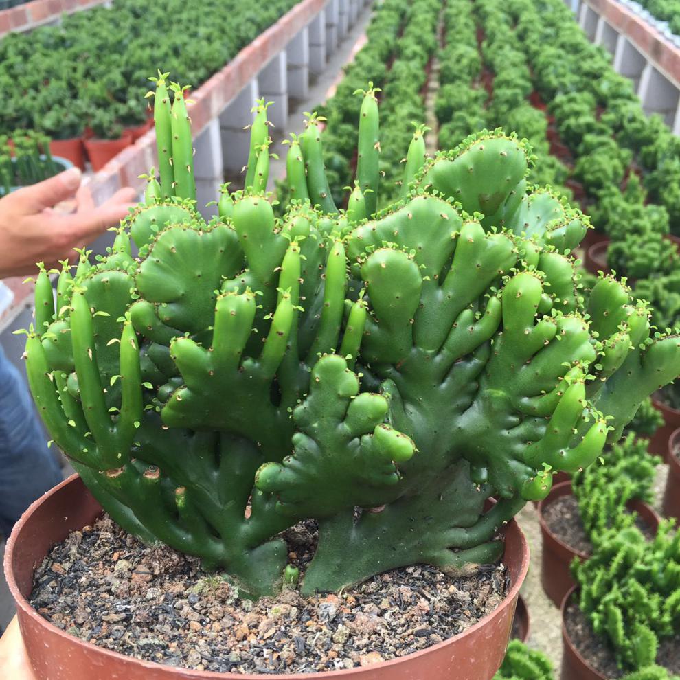 彭珊瑚缀化仙人球掌光棍树柱实生自根侧芽多肉植物大戟科属盆栽虎皮兰