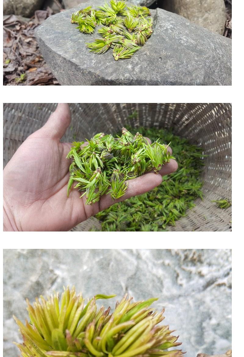 张家界杜仲雄花特级杜仲雄花茶男性纯雄花杜仲茶100g【图片 价格 品牌