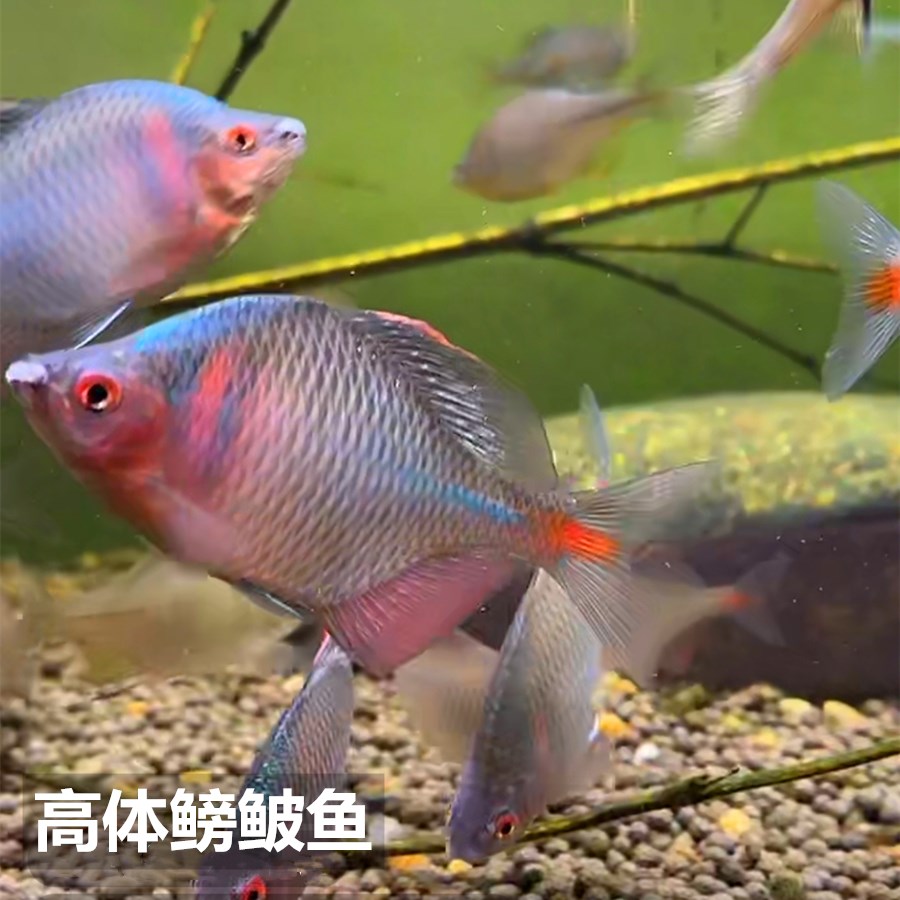荣郁鳑鲏鱼观赏鱼冷水鱼原生鱼七彩旁皮鱼高体旁皮活体小型淡水鱼好养