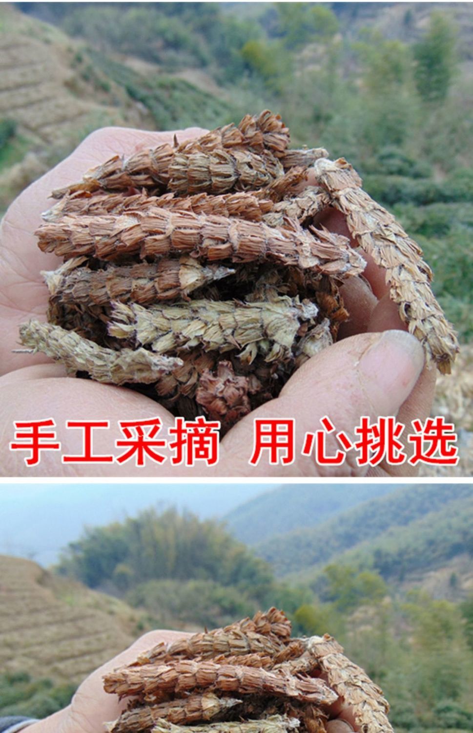 野生夏枯球500g夏枯草中药材大全 夏枯草 散结 白毛夏枯球 夏枯草500