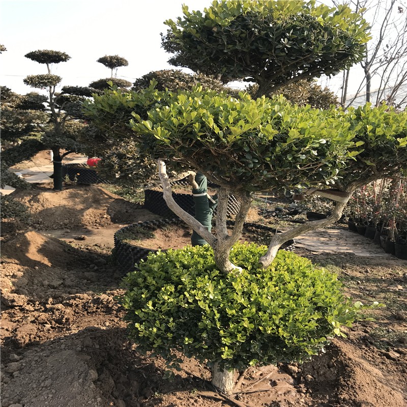 唯友 黄杨 小叶黄杨造型盆景别墅庭院绿化常青树黄杨地景盆栽地栽造型