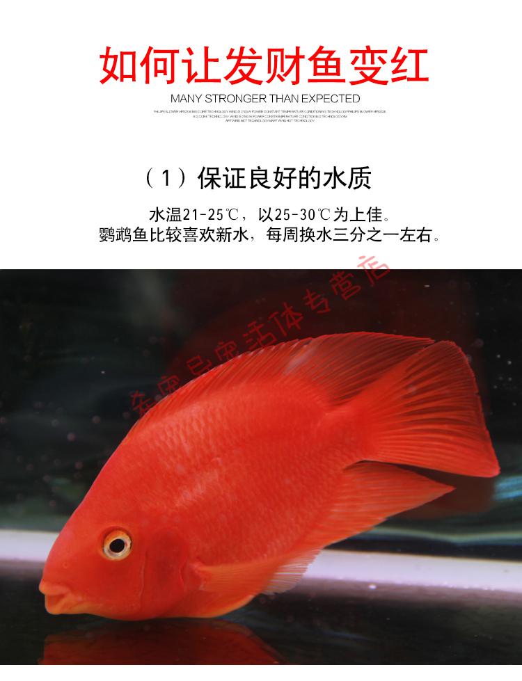 豆樂奇(douleqi)熱帶觀賞魚血紅鸚鵡魚活魚發財魚活體銀龍魚淡水魚