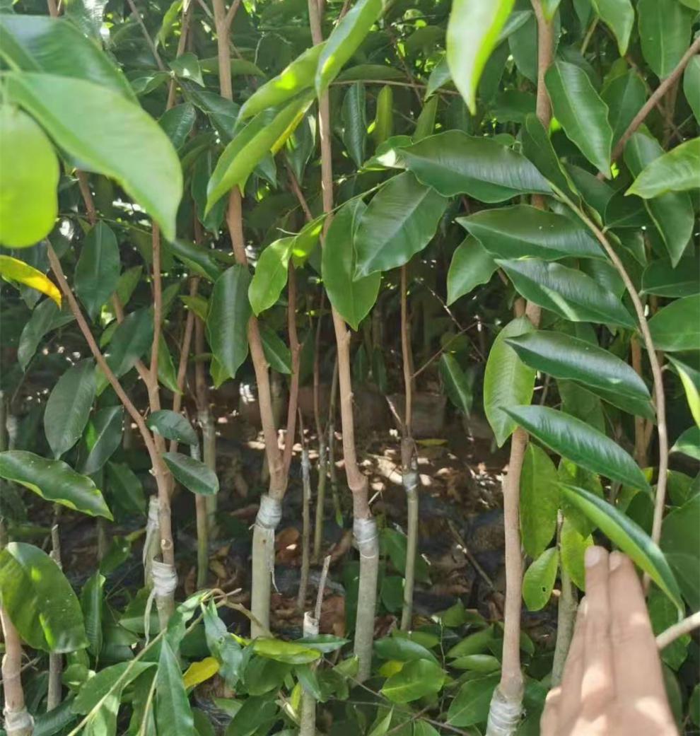 嫁接奇楠沉香树苗白奇一代绿奇沉香流油王母树结香苗发货 【嫁接绿奇