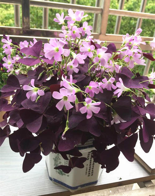 中梦紫叶酢浆草种球紫色醡浆草种子多年生庭院花卉植物阳台盆栽酢浆草