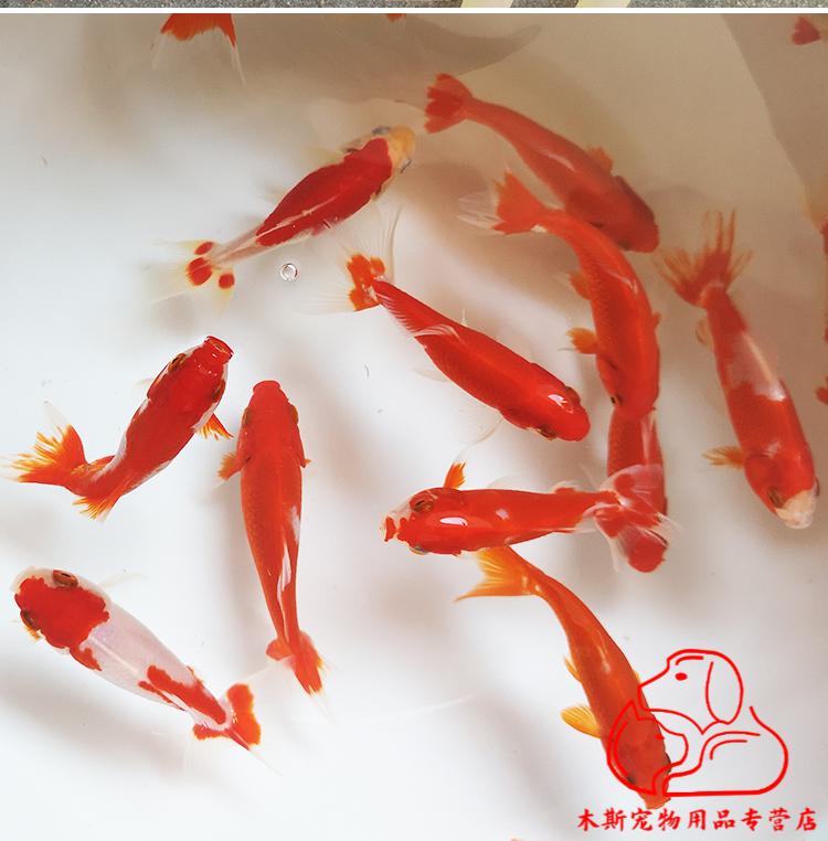 vieruodis 观赏鱼冷水鱼活体合金鱼红白双尾草金和金新手练手易养鱼