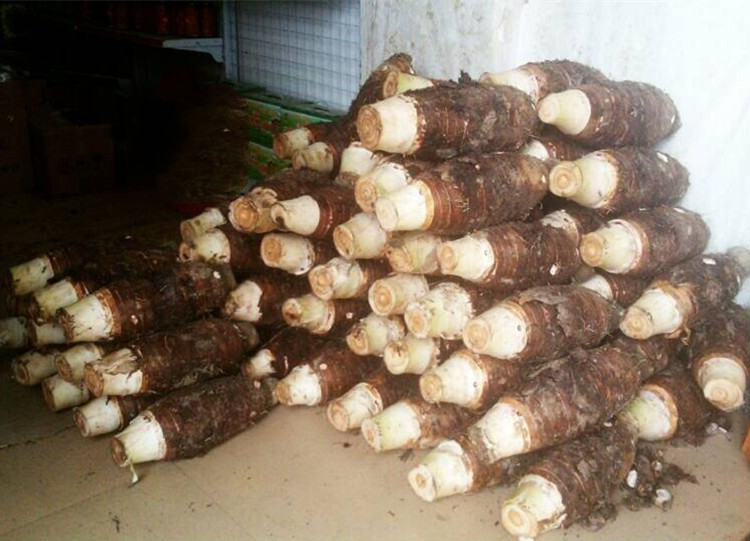 特大果正宗韶关乐昌张溪香芋炮弹芋头槟榔芋芋艿粉香糯绿色新鲜蔬菜