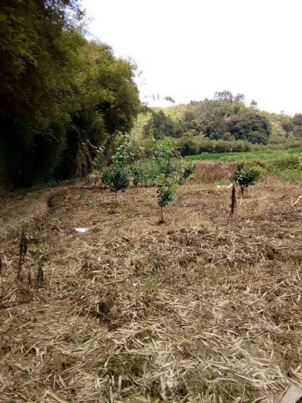 41%草甘膦除草劑死根爛根高濃度斬草除根批發一掃光果園荒地 2.