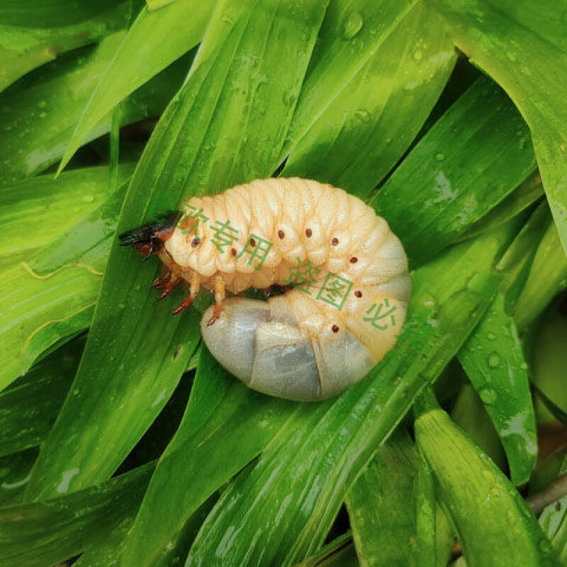 独角仙幼虫l3成虫甲虫宠物活体易养另类热门新手套餐成虫攀爬木一根